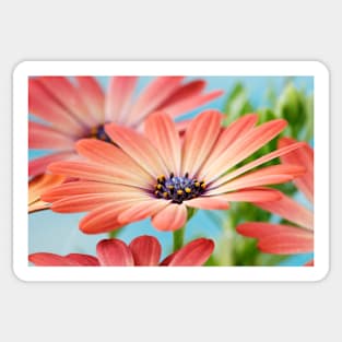 Osteospermum  Serenity Rose Magic= 'Balseroma'  Serenity series Sticker